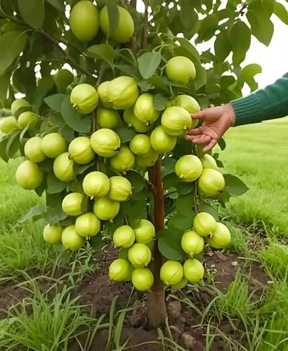 Image of GreenCaart Thai Guava Plant Hybrid, All Seasons Sweet Variety, Seedless Amrud Tree, Pack of 1, Fruit After 1 Year