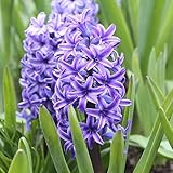5 Blue Jacket Hyacinth Bulbs - Vibrant Blue Spring Blooms, Premium Quality, Ideal for Garden Beds, Borders & Containers