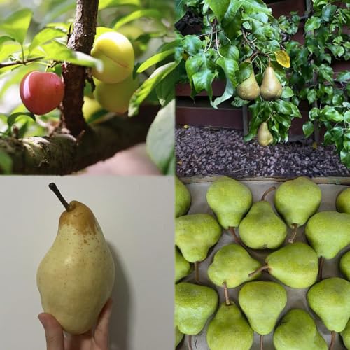 semillas de peral, camas elevadas para jardín columnar decorativas jardín de exóticas semillas organicas 70pcs