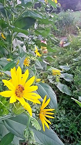 Potseed Samen Keimung: Topinambur (Sunchokes) - 6"Seed Knollen. Fall-Blumen, einfach zu wachsen! Cover