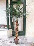 Licht & Grün exclusive Kunstpflanzen Künstliche Areka-Palme ca. 1,90m Top-Qualität Sonderpreis