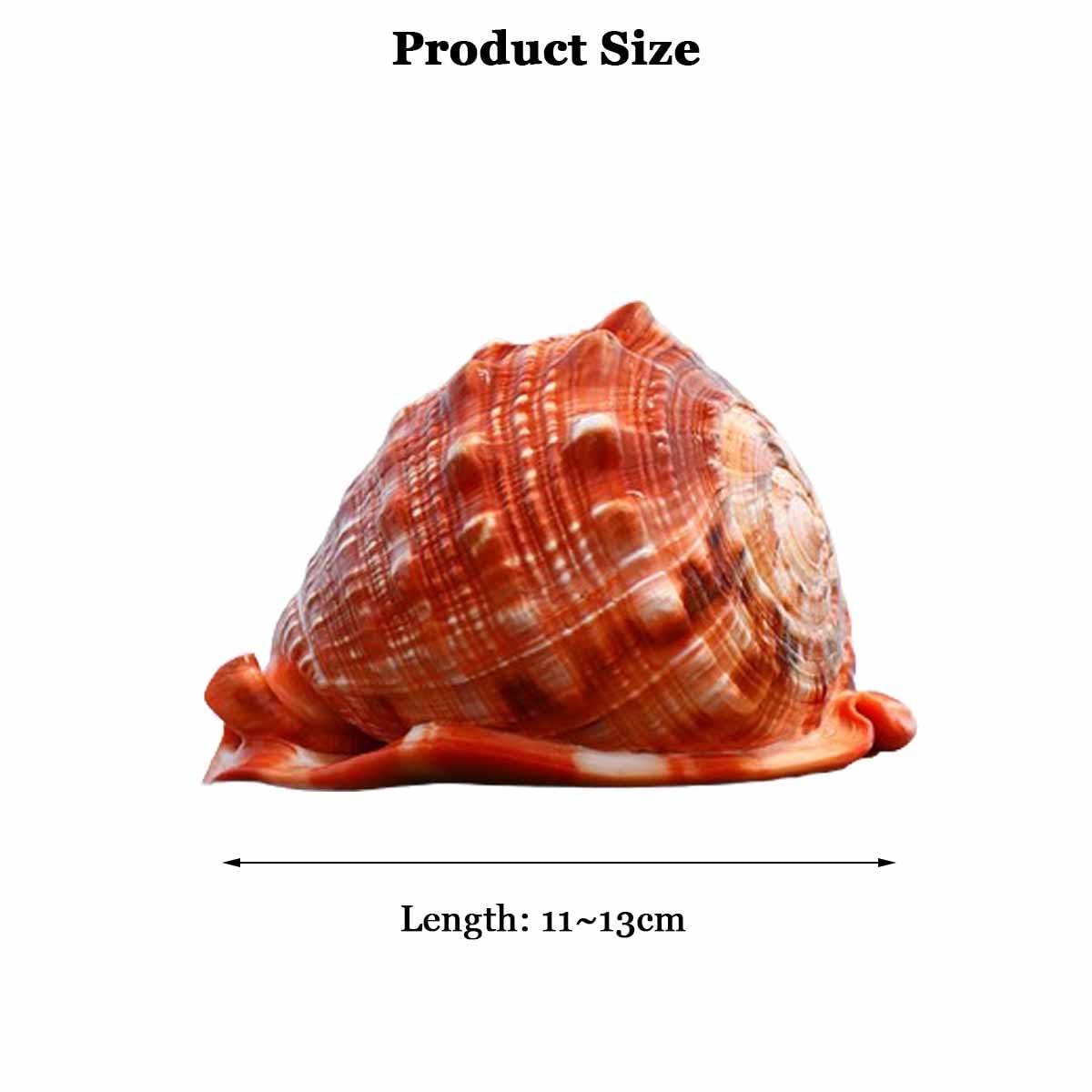 muszla trąbkowa, Duże naturalne muszle morskie do dekoracji akwarium krajobrazowego(11~13cm)