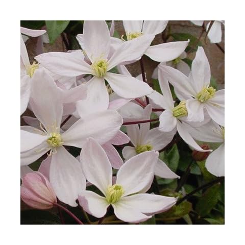 Clematis armandii 'Appleblossom' Evergreen 15cm Deep Pot Size Cover