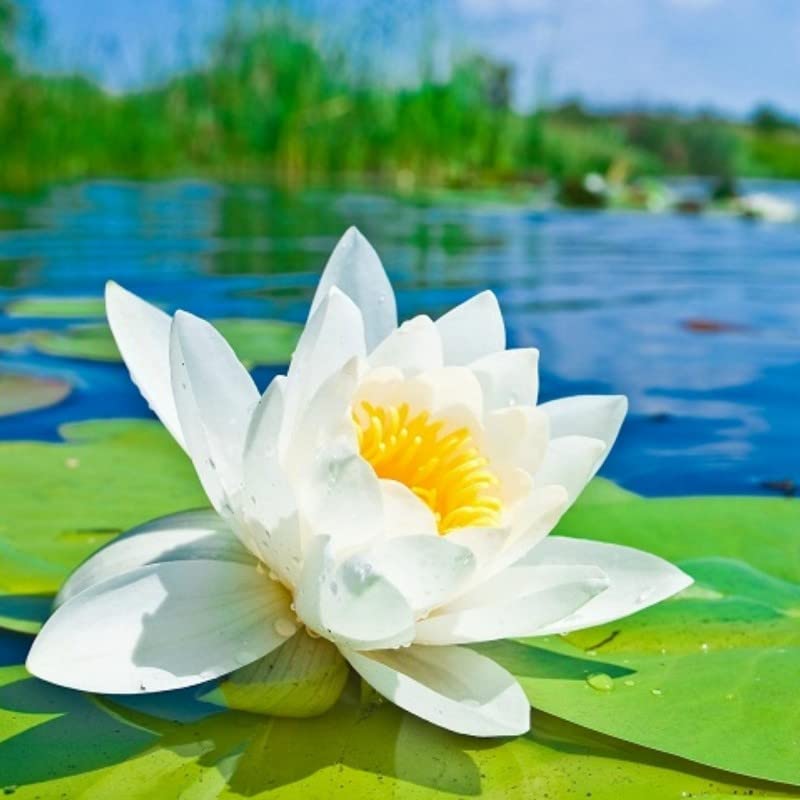 Water Lily (Nymphaea) Flower Bulbs (Not Seeds) Indoor/Outdoor Aquatic Plant | White | Pack of 1 Piece (B0BC6GHLS2) Amazon Price History, Amazon Price Tracker