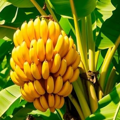 Dwarf Cavendish Banana Tree Live Plant, Well Rooted 4-8' Tall, Cold Hardy Tropical Banana Plant Live Well Rooted, Live Banana Fruit