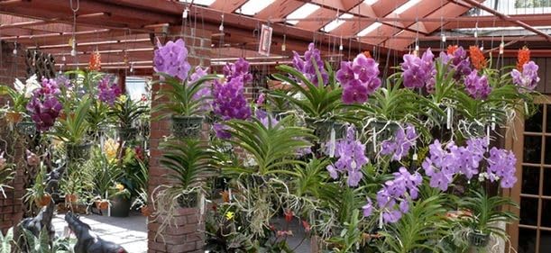 Orchid Plants MultiPack of 10 Value Combo Up to 1.5 feet Height Mixed Colour High Yield Exotic Variety Orchid Plants Bare rooted Healthy Plants for Indoor Decoration Pack of 10 (B0D9MM35SQ) Amazon Price History, Amazon Price Tracker