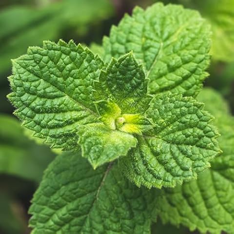 PREMIER SEEDS DIRECT - HERB Cover