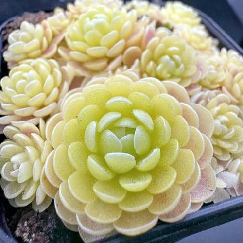 100 Stück Fettkraut Pinguicula vulgaris Samen