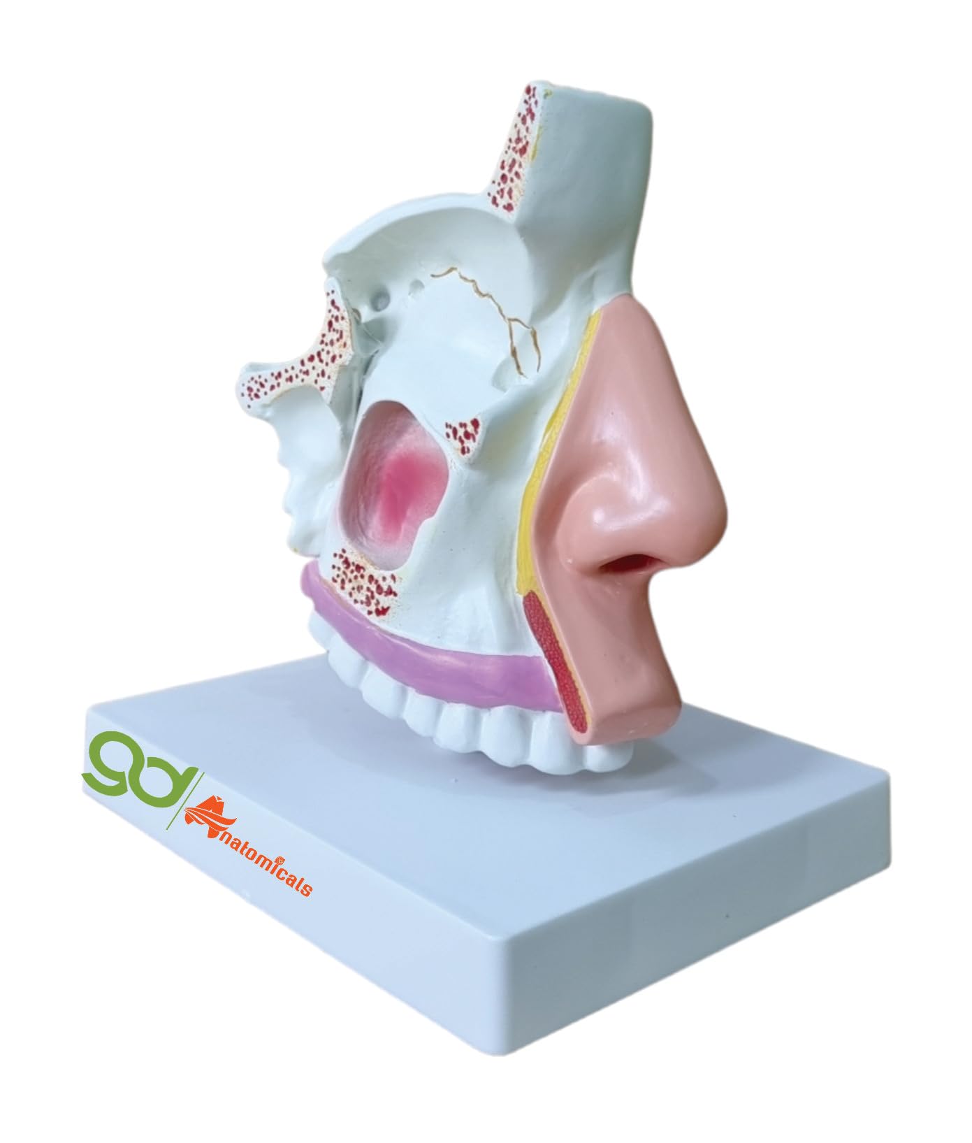 GD ANATOMICALS® "Nasal Cavity Anatomical Model - Human Mouth, Nose, and Throat Anatomy Model - Comprehensive Educational Tool for Medical Professionals, Otolaryngologists, and Healthcare Practitioners - Realistic 3D Nasal Cavity Anatomy Model Measur (B0C9V49Y9G) Amazon Price History, Amazon Price Tracker