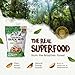 Snack The True Organic Brazil Nuts 15 oz – Raw and Unsalted – Kosher – Healthy-Rich in Vegetable Protein – Harvested in Amazon Rainforest – Fresh, Vegan and Gluten Free – Forest Up