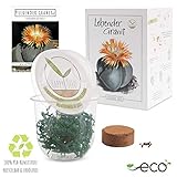 GROW2GO Kakteen Starter Kit Anzuchtset - Pflanzset aus Mini-Gewächshaus, Kaktus Samen & Erde - nachhaltige Geschenkidee für Pflanzenfreunde (Lebender Granit)