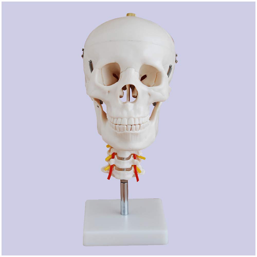 Sjdopulse Life Size Human Skull Model With Cervical - Skull Model With Cervical Spine Medical Anatomical Human Skull Model Human Anatomy Model - For Medical Educational Training Aid