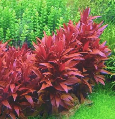 Alternanthera sessilis Red Tall Shrimp Safe Healthy Tropical Plants (5)