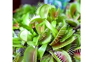 Carnivorous Venus Fly Trap Live Plant 3 Inch Pod
