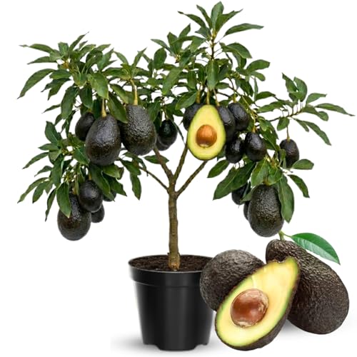 2 Years Old HASS Avocado Tree Grafted, 1-2 Feet Tall in 3 Gallon Pot,Ready to Plant and Bear Fruit