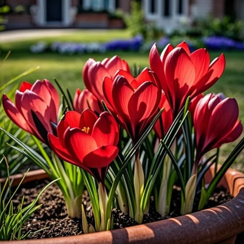 Perennial Crocus Bulbs/Suitable for Autumn Planting and Spring Flowering/Professional Planting for Stunning Garden Displays-4 Bulbs-B