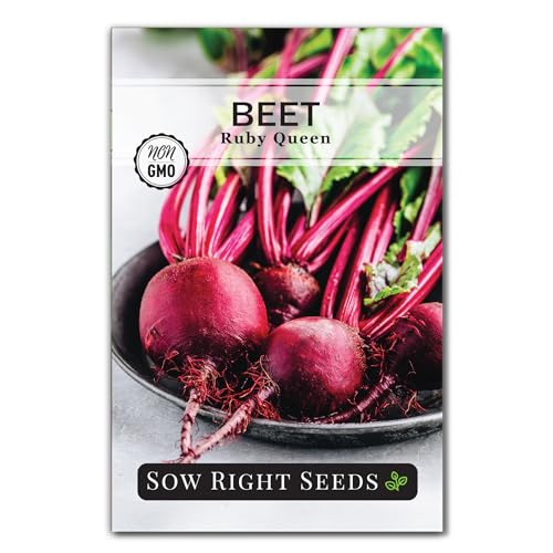 Sow Right Seeds - Ruby Queen Beet Seeds for Planting - Non-GMO Heirloom Variety - Ideal for Home Gardeners - Easy to Grow for Outdoor Vegetable Garden - Perfect for Fresh, Nutritious Harvests (1)