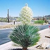 Potseed Las Semillas de germinación: El Jardinero Sucio Yuca elata Soaptree - 50 Semillas