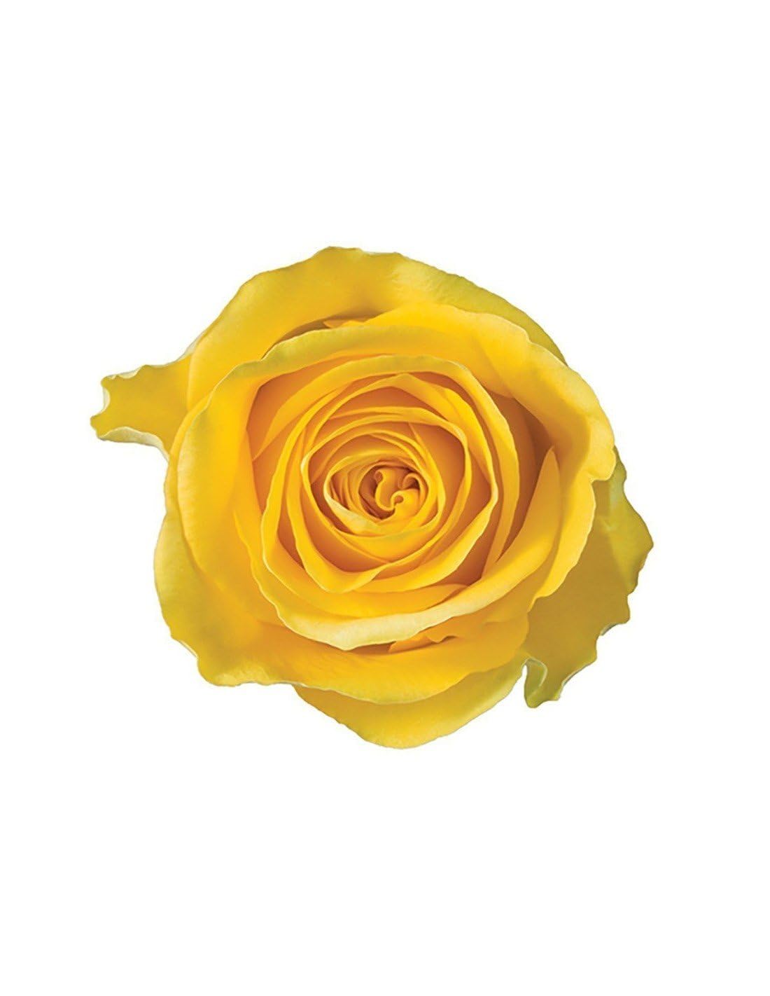 Jardin202 - Rosas Variadas | Flor Natural | Ramo de 12 Tallos | 60cm de Alto | Amarillas Brighton