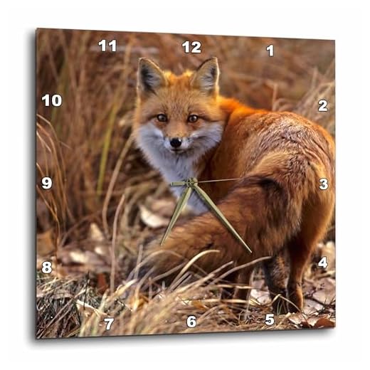 3dRose DPP_88875_3 Colorado, Jefferson County. Red Fox - US06 BJA0261 - Jaynes Gallery - Wall Clock, 15 by 15-Inch