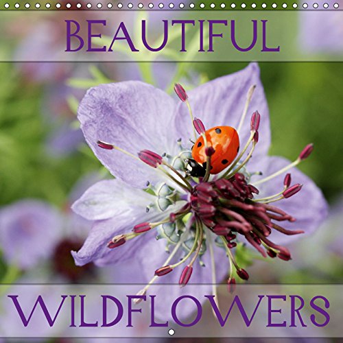 Buy Beautiful Wildflowers 2019 Discover the world of fascinating