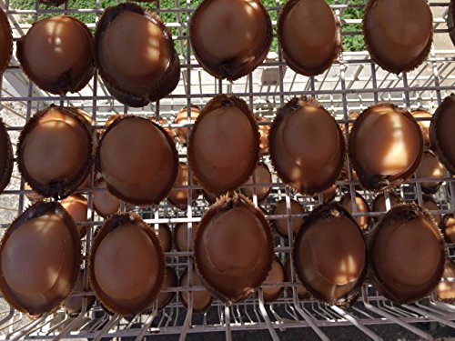 Erlin Mexican Natural Sun Dried Abalone 8-10Pcs/Lb (1 Lb) Big Size #TOP1