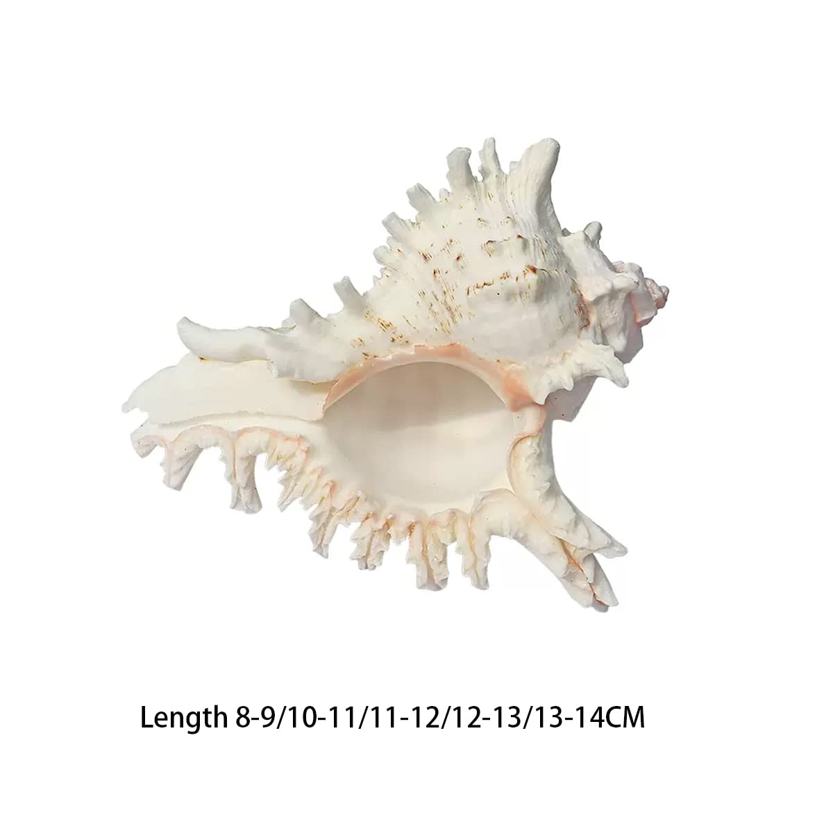 Amazon.co.jp: 天然サザエ殻、海洋貝殻、 巨大なオーシャンコンク
