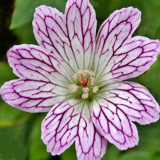 6x Géranium vivace versicolor - Geranium versicolor - Godet 9x9cm