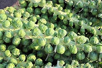 Brussel Sprouts Seed, Long Island Improved, Heirloom, Non GMO, 25+ Seeds, Early Delicious Veggie Country Creek Acres...