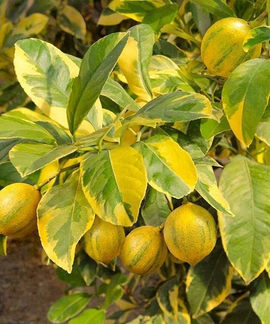 Image of GreenWorld Special Sweet & Rare Big Size Thai Variegated Malta /Mosambi (GRAFTED) Live Plant,Thailand Variety Lemon,''Fruit After 1 Year''
