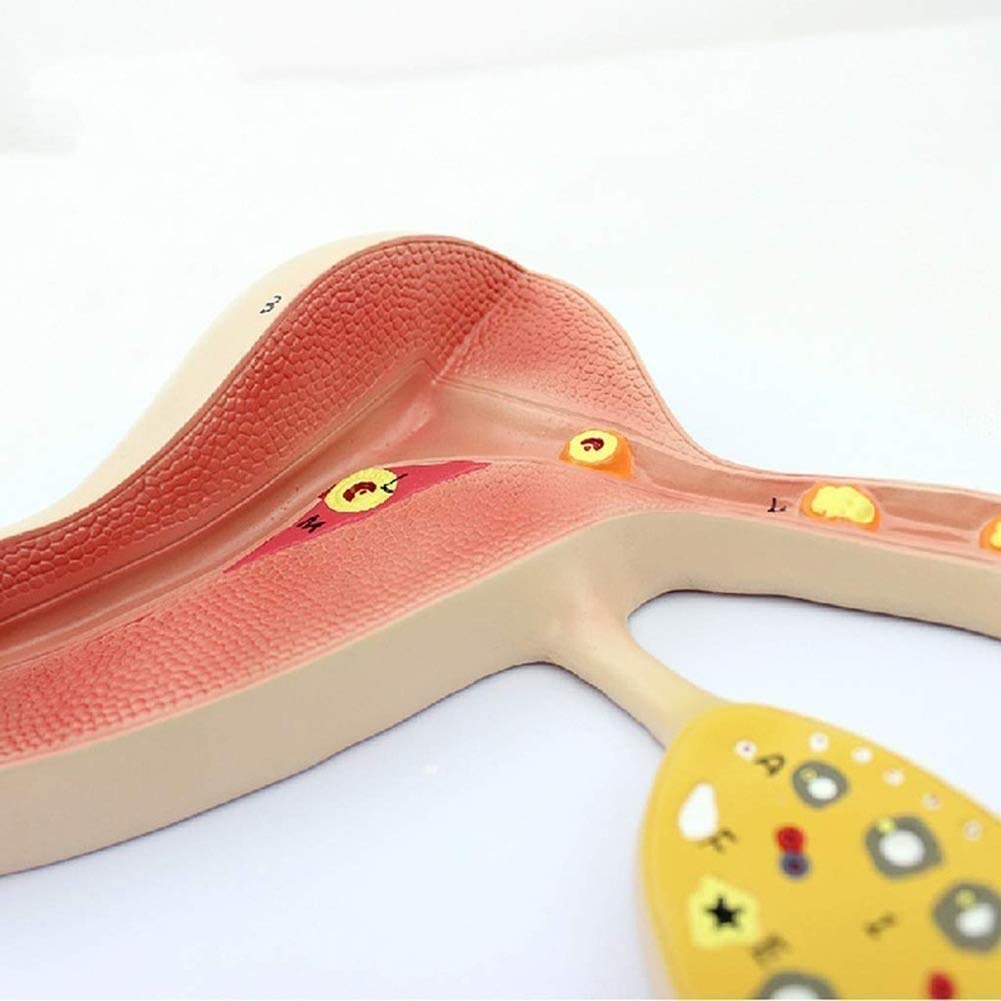 Modello educativo Modello anatomico del processo di Formazione di Uova fecondate - Kit di Formazione per la Riproduzione scientifica, Materiale di Laboratorio