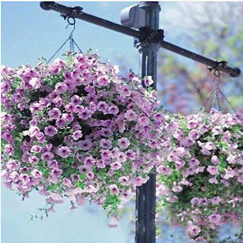 Pétunia Velvet Graines de fleurs de pétunia de couleur rare Bleu Rouge Noir Plante vivace Bonsaï Plante en pot pour jardins familiaux Facile à cultiver Noir Paquet de 500 graines