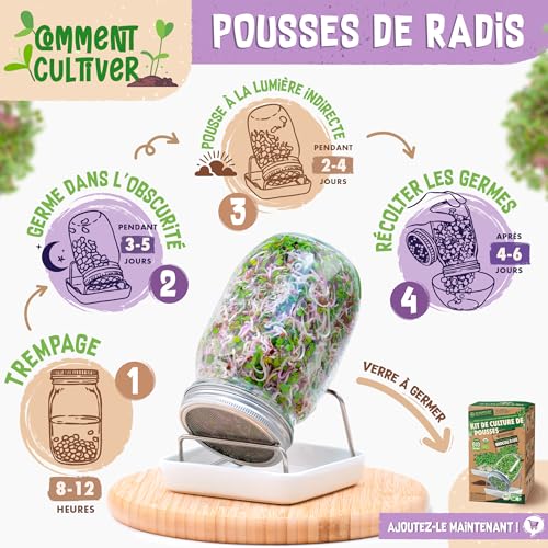Graines de radis