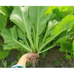 2000 Organic Mustard Green Seeds &#...