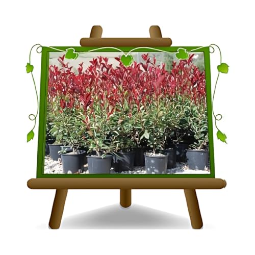 Photinia Fraseri Red Robin - Heckenpflanze auf Blumentopf 18 cm. - maximale Größe 80 cm.