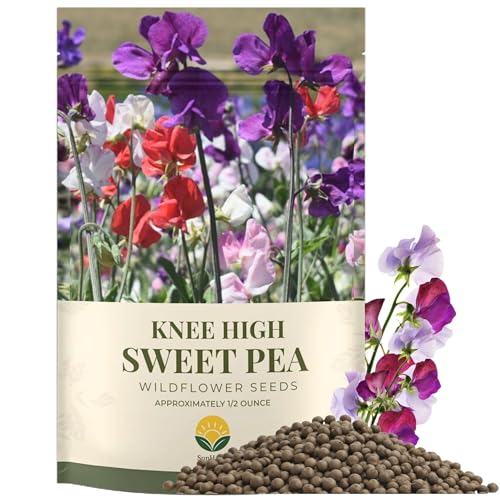 SunHaven Seeds Sweet Pea Knee High Flower Seeds 150+ Seeds 0.5 oz Large Resealable Packet Lathyrus odoratus Seeds for Fragrant Pastel Blooms
