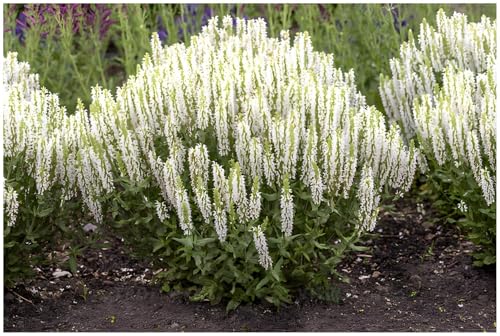 Stauden Gänge 1 x Salvia nemorosa 'Sensation White' im 1 Liter Topf (Staude/Stauden/Winterhart/Mehrjährig/) Weißer Steppensalbei - Strahlende Reinheit für Ihre Beete - Dauerblüher