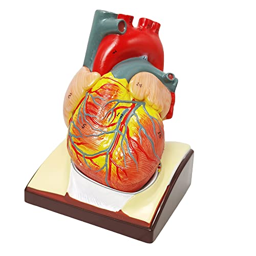 Image of HADWYN Human Heart Model Life Size Medical Heart Model for Anatomy, 2 Part Heart Models Anatomy