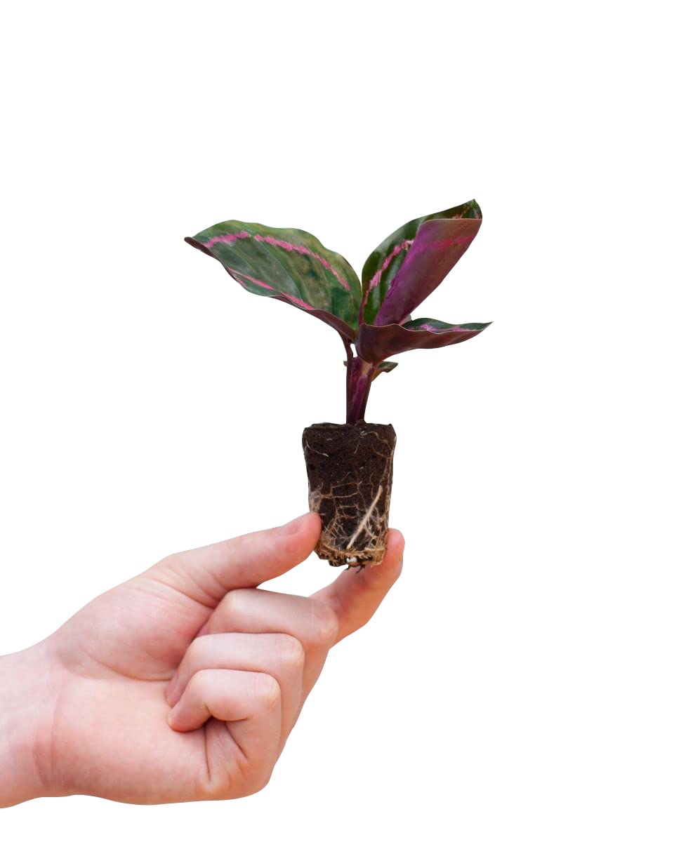 PLNTS - Baby Calathea Roseopicta Dottie - Indoor Plant - Prayer Plant -  Real Plants for Indoor Use - 6 cm Pot - Height 15 cm : Amazon.de: Garden