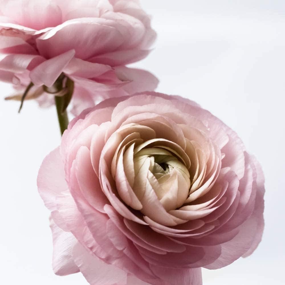 10pcs Roze Ranunculus Bollen Geschikt Indoor Balkon Planten Exotische Decoratieve Bloemen Boterbloem Bollen Creëren Home Art Sfeer