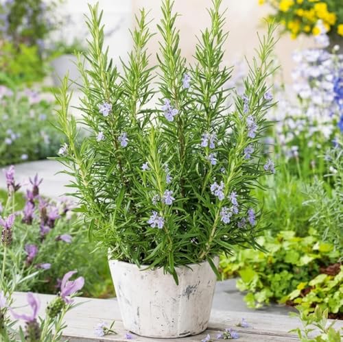 Image of Live Rosemary Plant with Pot | Rosmarinus Officinalis Aromatic Herbal Plant | Medicinal Herb for Kitchen Garden Food Salad Cooking | Fragrant Evergreen Plant for Home Garden | Pack of 1