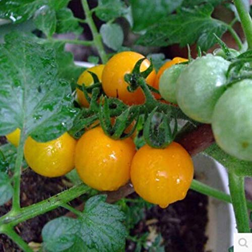Timesok Home Garden Balcony Organic Delicious Vegetable Tomatoes Seeds Flowers