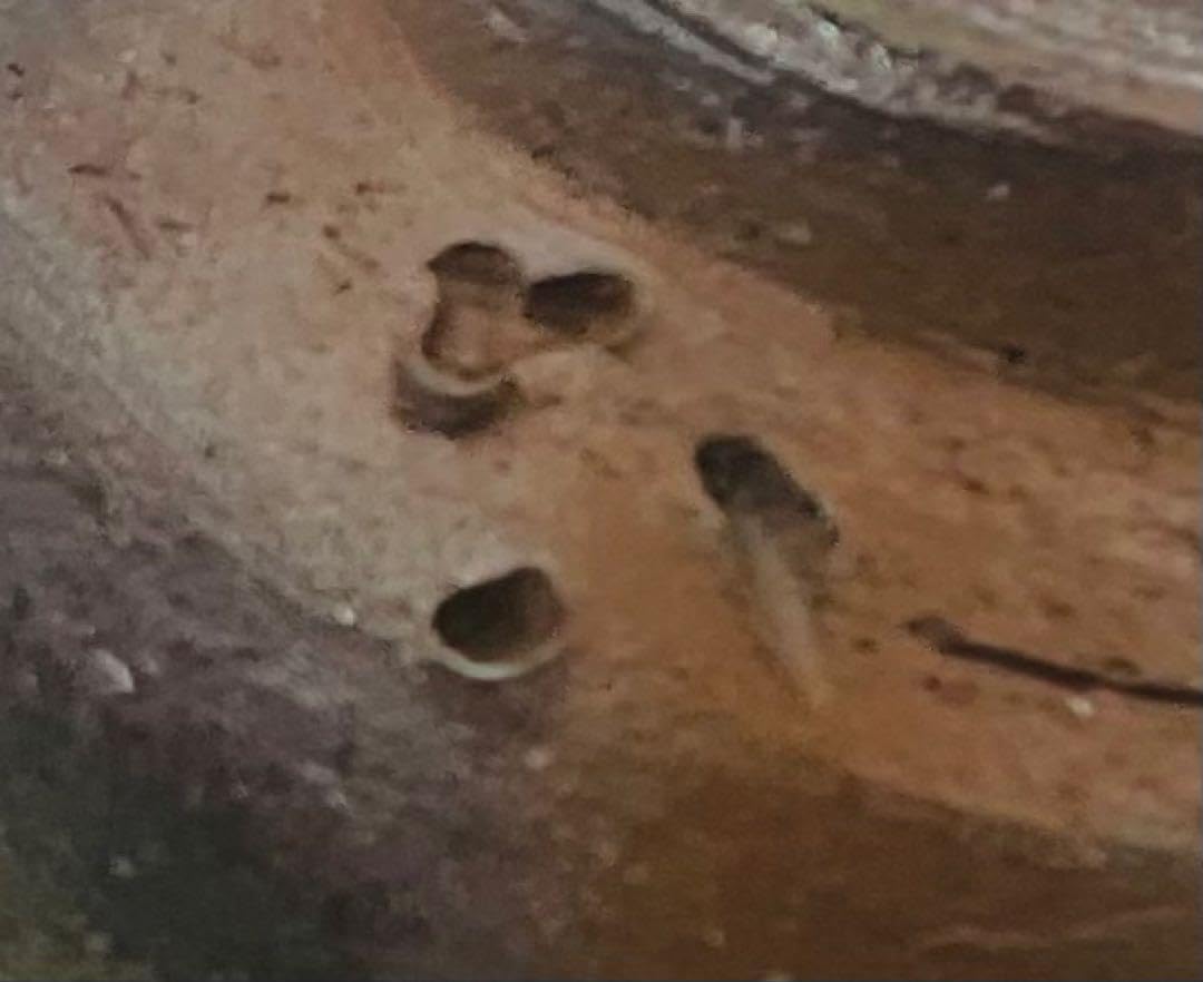 岡山県重要無形文化財 金重晃介先生 備前焼酒呑 ぐい呑 ※海外