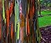 Produktbild Regenbogen angenäherte Eucalyptus (Eucalyptus Deglupta) seltene exotische 50 Samen
