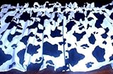 New Window Curtain Valance made from Cow Spots Moo fabric