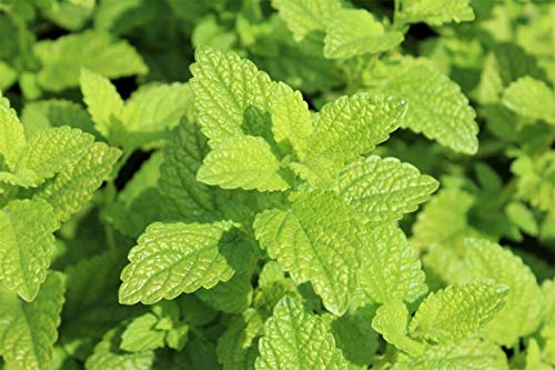 Biologische Melissawater (Melissa officinalis) 100% natuurlijk (250ml) Citroenmelisse plantenwater topkwaliteit uit ons… - Image 4