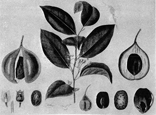 A Modern Herbal, Volume 2: The Medicinal, Culinary, Cosmetic and Economic Properties, Cultivation an