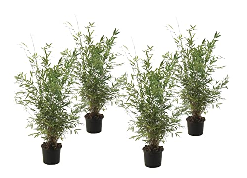 Plant in a Box - Fargesia nitida 'Gansu' - Set de 4 - Bambou plante exterieur rustique non traçant - Pot 17cm - Hauteur 50-70cm