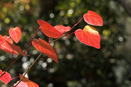 Amazon | マルバノキ 高さ約0.7m（鉢底から） | 植木