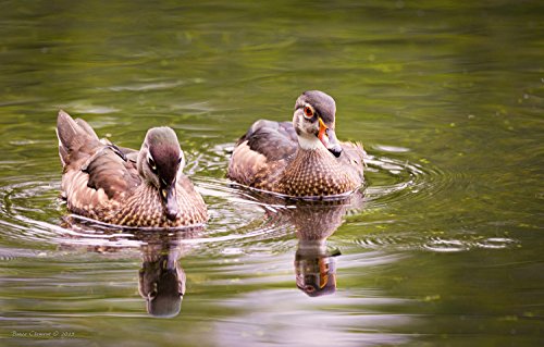 Sigma 150-600mm 5-6.3 Contemporary DG OS HSM Lens for Canon